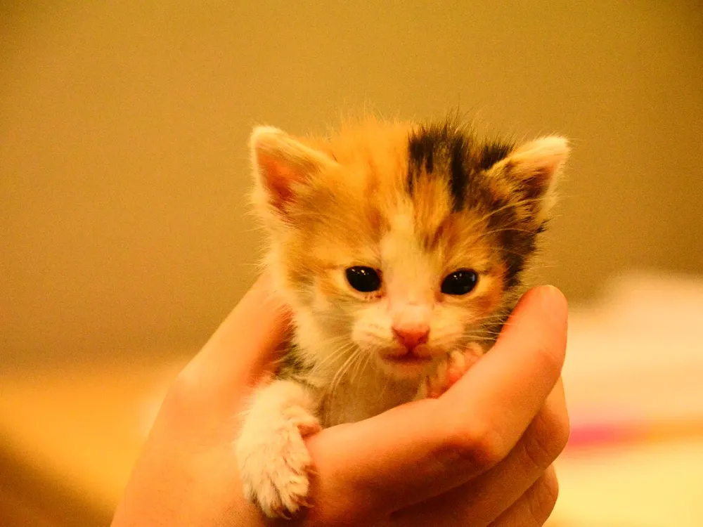 Aşıları tam yavru kedi sahiplendirilecek — fotoğraf 1