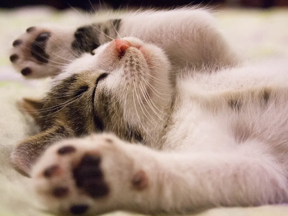 Aşıları tam yavru kedi sahiplendirilecek — fotoğraf 2